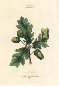 Vanlig brittisk ek, Quercus robur. Handkolorerat kopparstick efter en illustration av Richard Duppa från hans The Clours and Orders of the Linnaean System of Botany, Longman, Hurst, London av Unbekannter Künstler