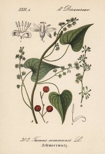 Vanlig förare eller gräs för misshandlade kvinnor - svartbryne, Tamus communis. Handkolorerad litografi från Diederich von Schlechtendals tyska flora (Flora von Deutschland), Jena av Unbekannter Künstler