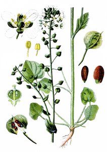 Vanlig skörbjuggsört, Cochlearia officinalis av Unbekannter Künstler