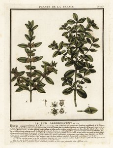 Gemensam låda, Buxus sempervirens. av Unbekannter Künstler