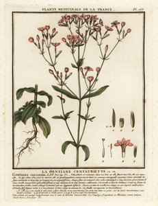 Vanligt århundrade. Centaurium erythraea. av Unbekannter Künstler