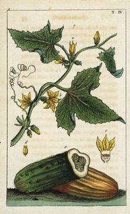 Vanlig gurka, Cucumis sativus av Unbekannter Künstler