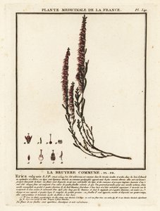 Vanlig ljung, Calluna vulgaris. av Unbekannter Künstler