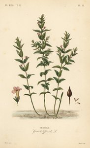 Vanlig hedgehyssop eller nådens ört, Gratiola officinalis, Gratiole av Unbekannt