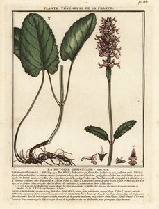 Vanlig häck, Stachys officinalis. av Unbekannter Künstler