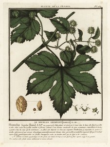 Vanlig humle, Humulus lupulus. av Unbekannter Künstler