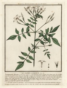 Vanlig jasmin, Jasminum officinale. av Unbekannter Künstler