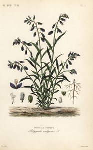 Vanlig mjölkört, Polygala vulgaris, Polygala commun av Unbekannt