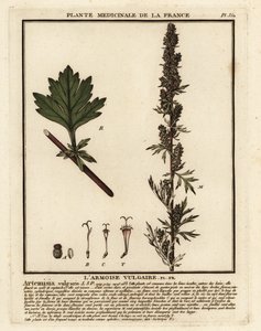 Vanlig byngröt, Artemisia vulgaris. av Unbekannter Künstler