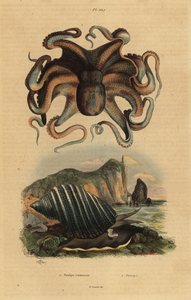 Vanlig bläckfisk, Octopus vulgaris 1 och havssnigel, Dicathais orbita 2 av Unbekannt