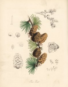 Vanlig eller europeisk meleze - Vitt lärkträd, Larix decidua (Larix europaea), blad, gren och kotte. Handkolorerad zinkograf av C. Chabot tecknad av Miss M. A. Burnett från hennes "Plantae Utiliores: or Illustrations of Useful Plants," Whittaker, London av Unbekannter Künstler