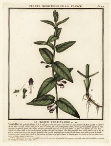 Vanlig kalott, Scutellaria galericulata. av Unbekannter Künstler