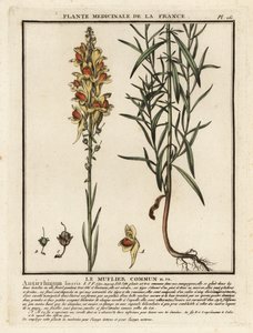 Vanligt paddlin, Linaria vulgaris. av Unbekannter Künstler