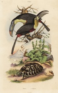 Vanlig sköldpadda, Testudo graeca 1, svavelbröstad tukan, Ramphastos sulfuratus 2 och vitstrupig tukan, Ramphastos tucanus 3, Tortue, Tukaner av Unbekannt