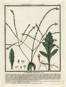 Vanlig jäkla, Verbena officinalis. av Unbekannter Künstler