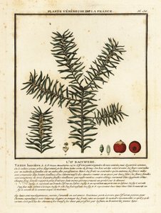 Vanlig idegran eller engelsk idegran, Taxus baccata. av Unbekannter Künstler