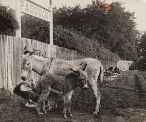Sammansatt av två åsnor, c 1909 av Unbekannt