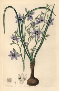 Conanthere - Conanthera trimaculata (trefläckig cummingia, Cummingia trimaculata). Handkolorerat kopparstick av Weddell efter Edwin Dalton Smith från John Lindley och Robert Sweet