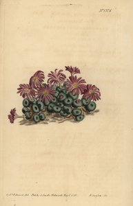 Conophytum-kvalster (liten fikonblomma, Mesembryanthemum minutum) av Unbekannt