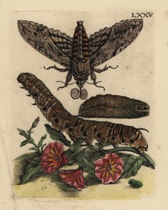 Convolvulus hökfjäril, Agrius convolvuli, larv och puppa med åkerbinda, Convolvulus arvensis LXXV av Unbekannt
