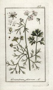 Koriander (Coriandrum sativum). Litografi från "Afbeelding der Artseny-Gewassen" av Johannes Zorn (1739-1799), Nederländerna av Unbekannter Künstler