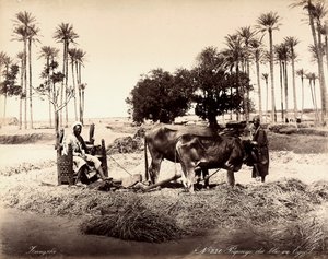 Skörd av majs i Egypten. av Unbekannter Künstler
