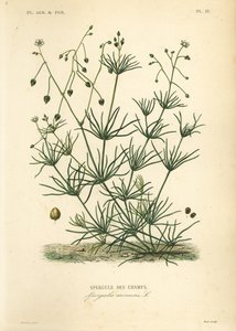 Majssporre, Spergula arvensis, Åkersparris av Unbekannt