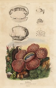 Liklilja eller rafflesia, Rafflesia arnoldii av Unbekannt