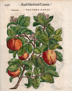 Cotonea Malvs. från Pietro Andrea Mattiolis 