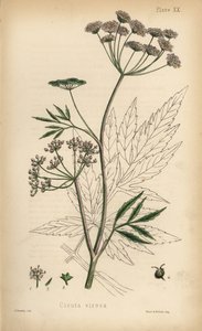 Kambräken eller vattenklöver, Cicuta virosa. Handkolorerad litografi av Henry Sowerby från Edward Hamiltons Flora Homeopathica, Bailliere, London av Unbekannter Künstler