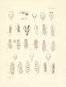 Tranor och tänder av olika gnagare som beskrevs av Charles Darwin under hans upptäcktsresa ombord på Beagle. Plansch från "The Zoology of the voyage of H.M.S. Beagle under the command of Captain Fitzroy during the years 1832 to 1836 edited and sup av Unbekannter Künstler