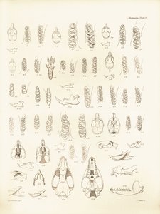 Tranor och tänder av olika gnagare som beskrevs av Charles Darwin under hans upptäcktsresa ombord på Beagle. Plansch från "The Zoology of the voyage of H.M.S. Beagle under the command of Captain Fitzroy during the years 1832 to 1836 edited and sup av Unbekannter Künstler