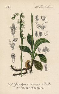 Goodyera repens - Goodyera repens, krypande ladyshower. Handkolorerad litografi från Diederich von Schlechtendals tyska flora (Flora von Deutschland), Jena av Unbekannter Künstler