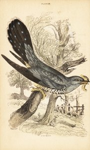Gök, Cuculus canorus, med en larv i näbben. 1889 (gravyr) av Unbekannter Künstler