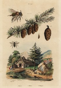 Gökbi, Melecta albifrons 1, europeiskt lärkträd, Larix decidua 2 och Stingless Melipona honungsbi, Melipona favosa av Unbekannt
