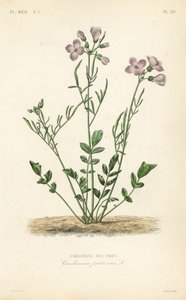 Gök, Cardamine pratensis, Cardamine des pres av Unbekannt