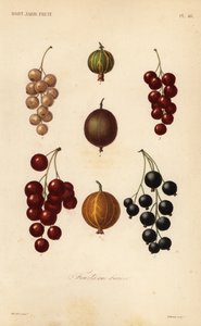 Vinbär och bär, frukt och mycket av Unbekannt