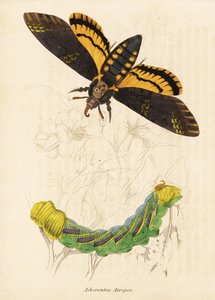 Dödshuvudets hökmal, Acherontia atropos. Handkolorerad stålgravyr från Georg Friedrich Treitschkes naturhistoriska galleri, Naturhistorischer Bildersaal des Thierreiches, Liepzig-1842. av Unbekannter Künstler