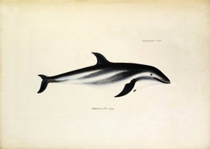 Delphinus Fitz-Royi Svart delfin eller Fitzroy efter namnet på kapten Robert Fitzroy på Beagle. Plansch från "The zoology of the voyage of H.M.S. Beagle. described by John Gould, with notice of their habits by Charles Darwin av Unbekannter Künstler