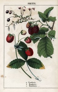 Beskrivning av bär: frukter av tranbär, hallon och jordgubbar. Kromolitografi i "Recueil d