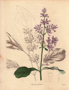 Beskrivning av den ungerska syrenen (Syringa josikaea), hemmahörande i centrala och östra Europa. Illustration av Miss R. Mills (verksam 1836-1842), i The Botanist, en serie av Benjamin Maund i fem volymer, publicerad mellan 1836 och 1842. Detta verk är vä av Unbekannter Künstler