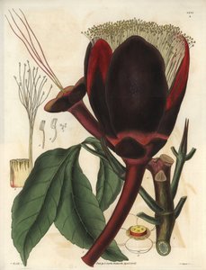 Beskrivning av den stora mörka chokladblomman i en Pecan-trädväxt, som producerar ätbara nötter, pekannötter. Växten hör hemma i Sydamerika. Illustration av Wiliam Jackson Hooker (1785-1865), brittisk botaniker och författare, professor vid University of G av Unbekannter Künstler