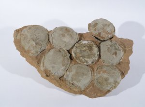 Dinosaurieägg, hittade i Henan-provinsen, Kina, övre kritaperioden (foto) av Unbekannt