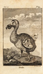 Dodo, Raphus cucullatus, utdöd fågel av Unbekannt