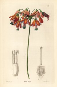 Koralldroppe eller korall från Mexiko - Koralldroppar eller elegant bessera, Bessera elegans. Handkolorerat kopparstick av G. Barclay efter Miss Sarah Drake från John Lindley och Robert Sweet