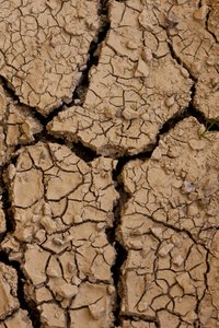 Dry II (bild) av Unbekannter Künstler