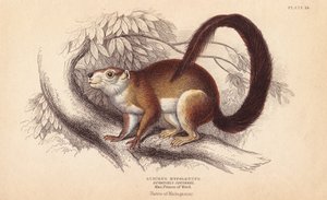 Duvaucels ekorre, Sciurus hypoleucus. Indisk jätteekorre Från ett exemplar i Prins Maximilian från Wied-Neuwied-museet. Handkolorerat stålgravyr av Lizars efter en illustration av Charles Hamilton Smith från William Jardine