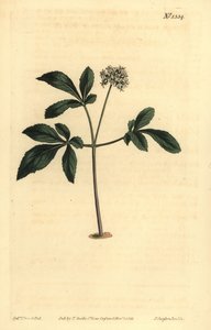 Dvärgginseng, Panax trifolius av Unbekannt