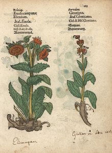Elecampane, Inula helenium och gentianaarter. Handkolorerat träsnitt av en botanisk illustration från Adam Lonicers Krauterbuch, or Herbal, Frankfurt av Unbekannter Künstler