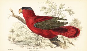 Utrotningshotad lila-naped lory, Lorius domicella. 1889 (gravyr) av Unbekannter Künstler
